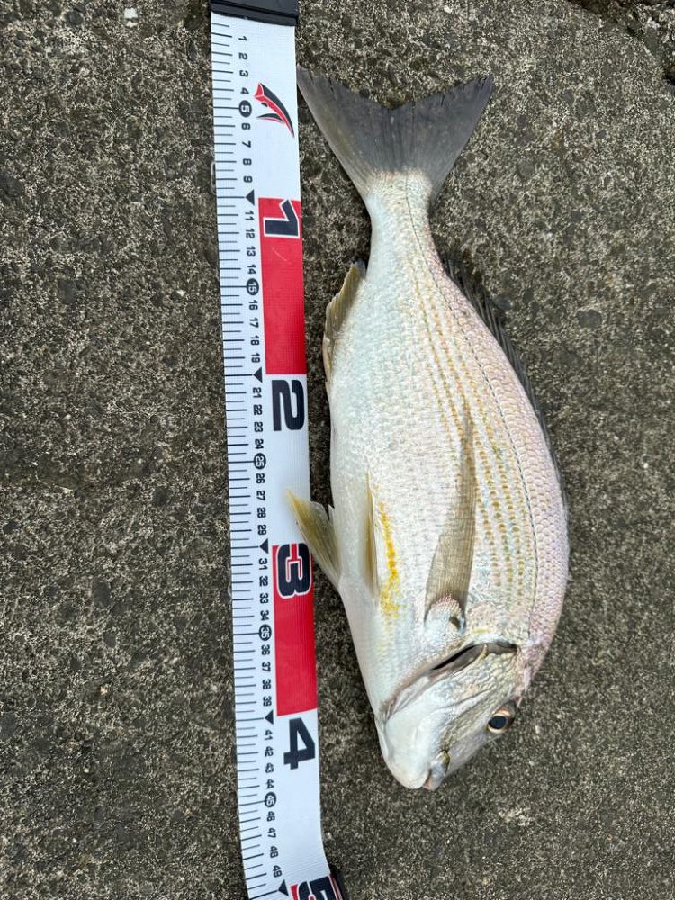 フラットフィッシュ狙いで