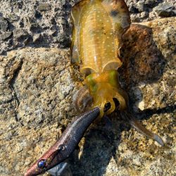 ちょこっとエギング！