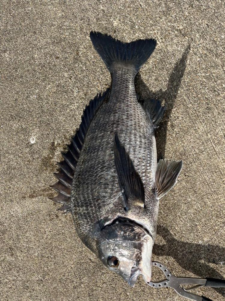 満潮まえの上潮で爆釣!