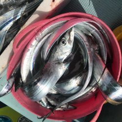 アカマツのタチウオ