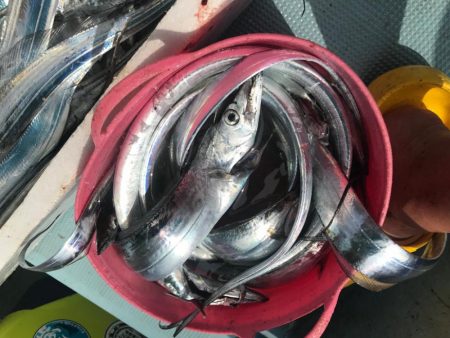 アカマツのタチウオ