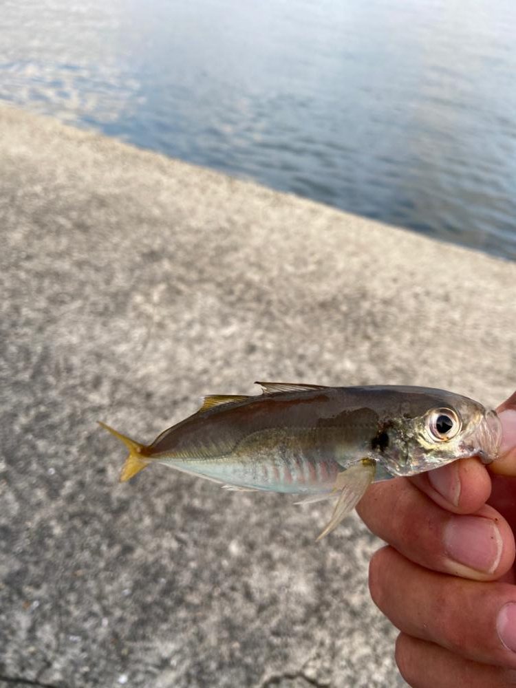 胴付き？駄目だよ、ちょい投げじゃなきゃのシロギスタ