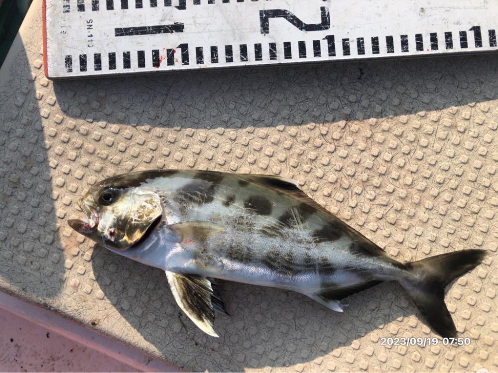 9/19 橘湾ティップラン 伊島沖ジギング