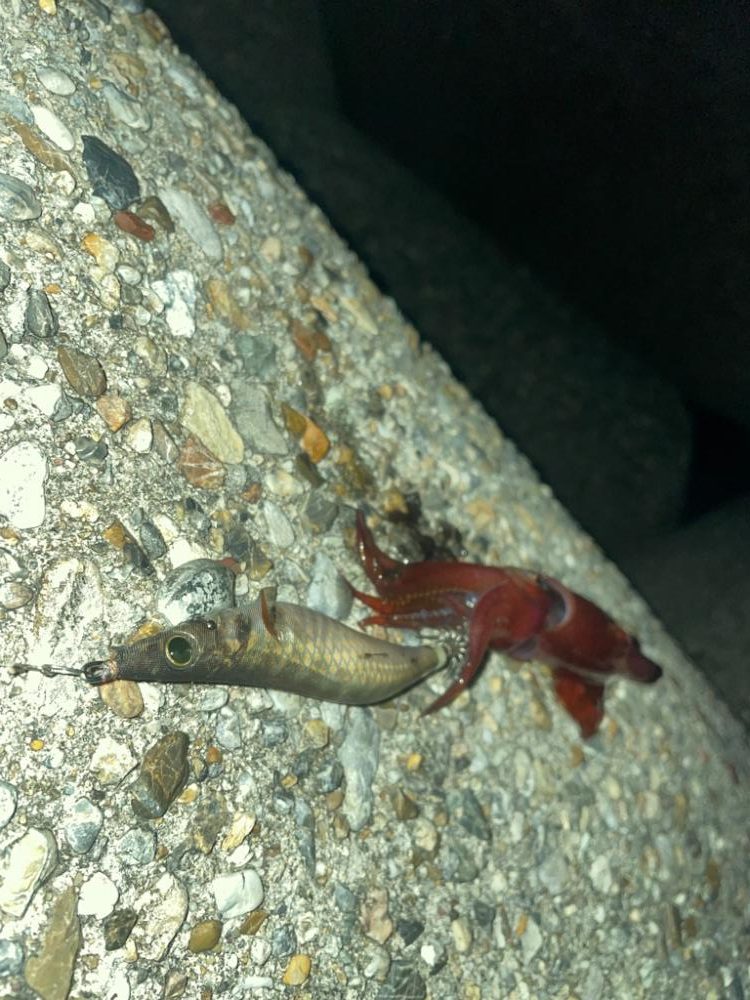 サイズが、、、小さい