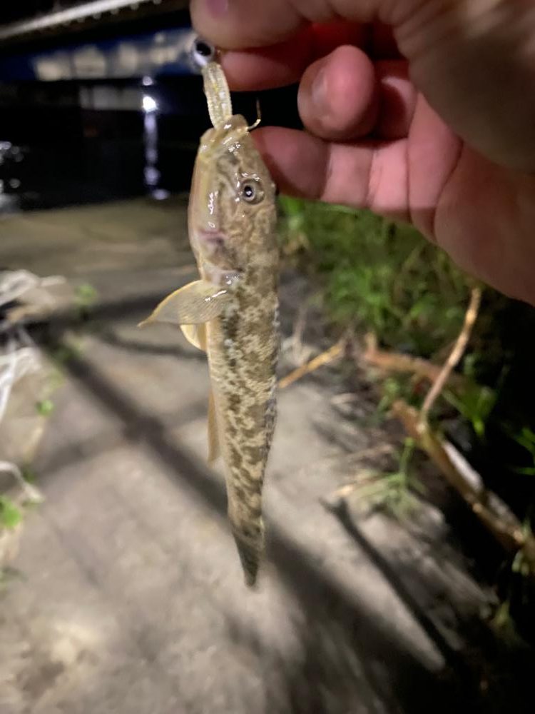 アジング&五目釣り