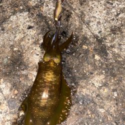 カマスとアオリ