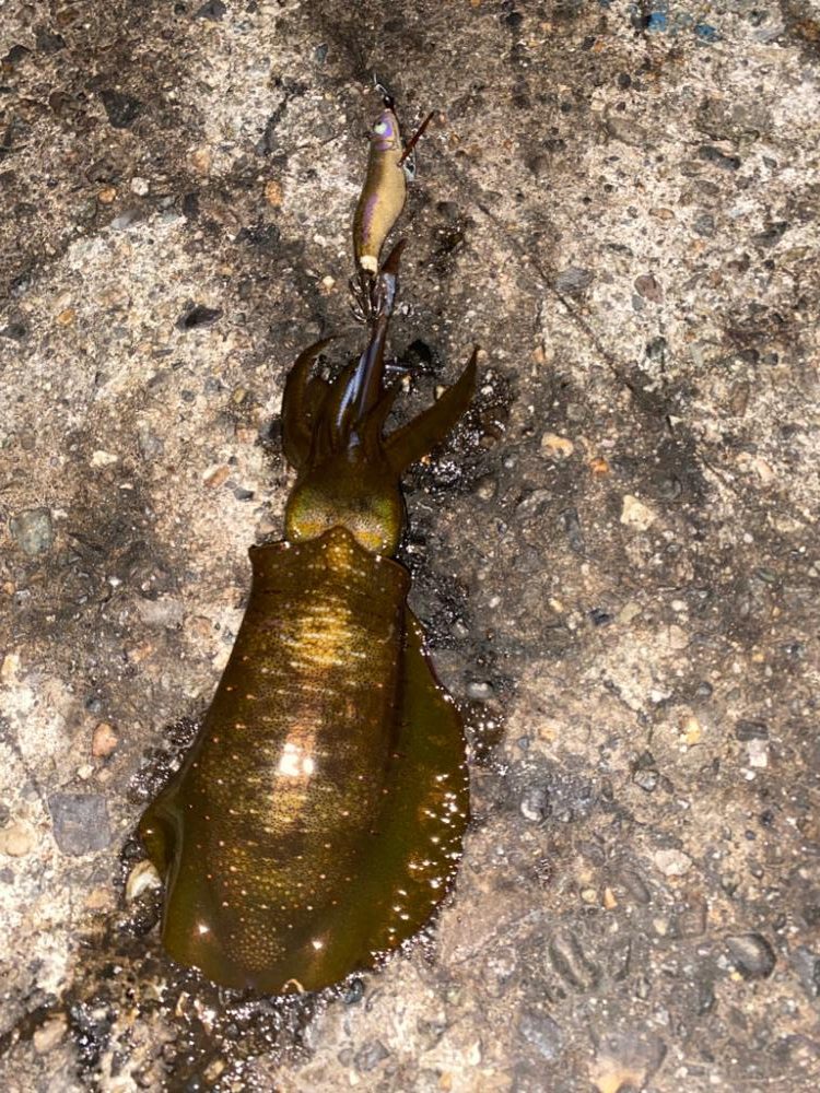 カマスとアオリ