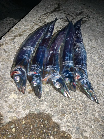 ようやく今年初タチウオ狩り