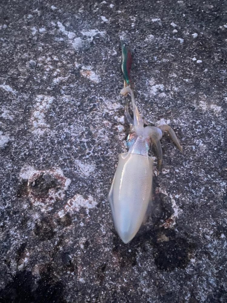 大きくなって来たアオリ