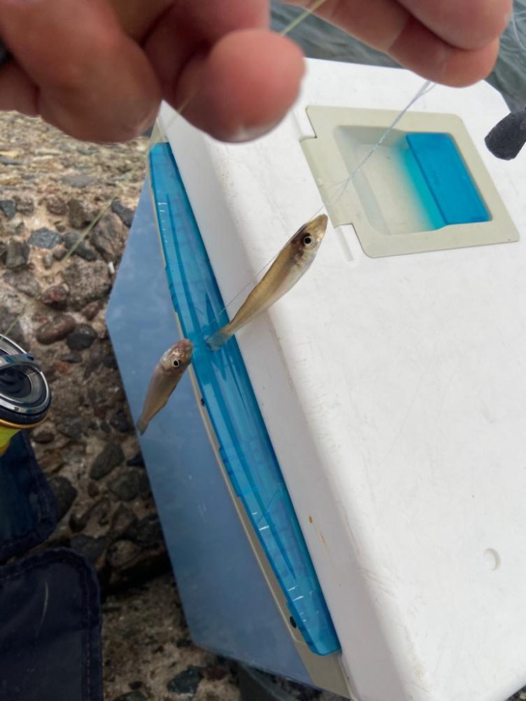 ちょい投げシロギスタの憂鬱