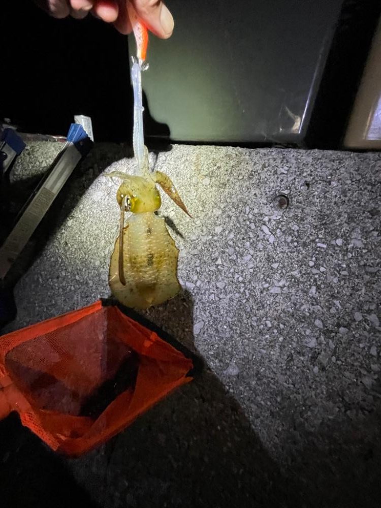 エギングはそこそこ、アジングは…