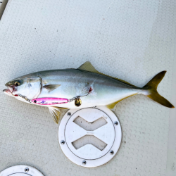 サワラ/ブレードジギング&タチウオ…