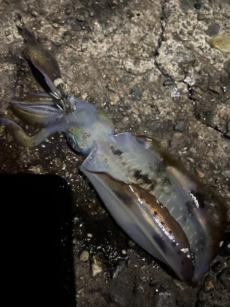 濁りひどいし 渋かった