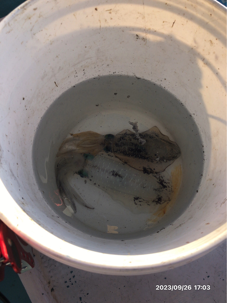 伊島沖ジギング　橘湾ティップラン