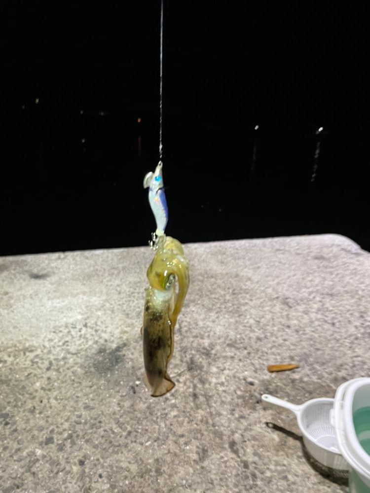 アジング、エギング、初心者