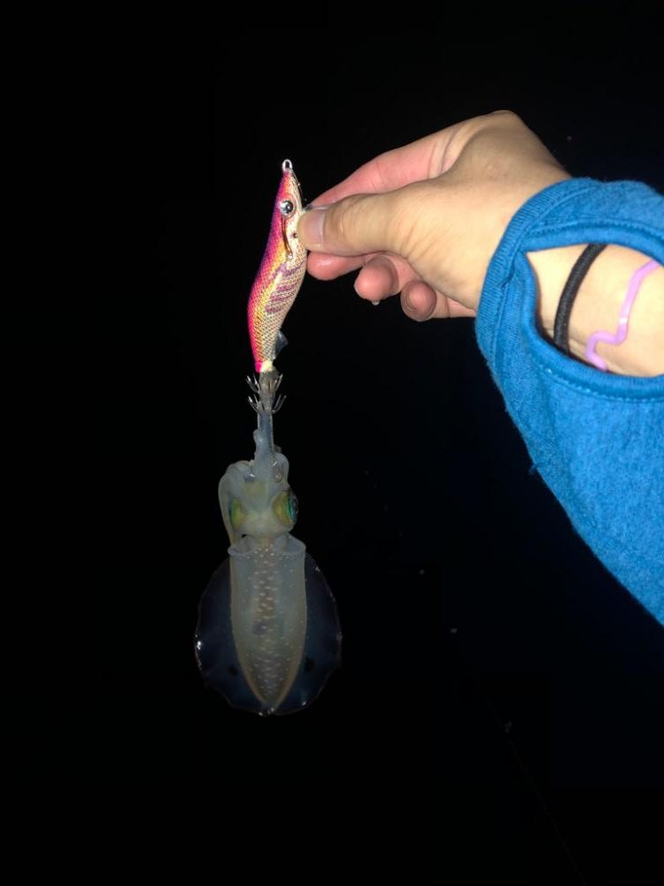 【舞鶴エリア】新子調査①