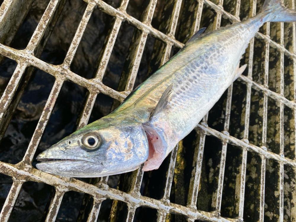 坊主の青春　初釣果　坊主ジグ