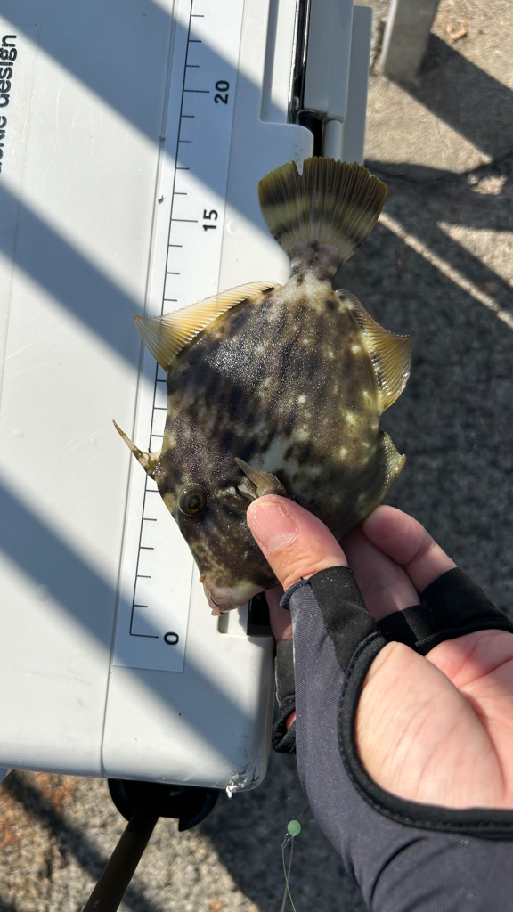 カワハギシーズンイン！