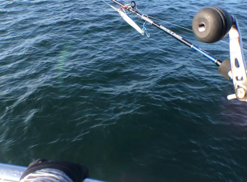 明石のSLJで元気な青物でした！