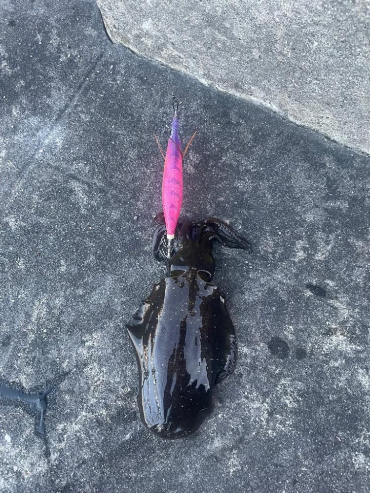 タチウオ不発からの秋エギング開幕〜