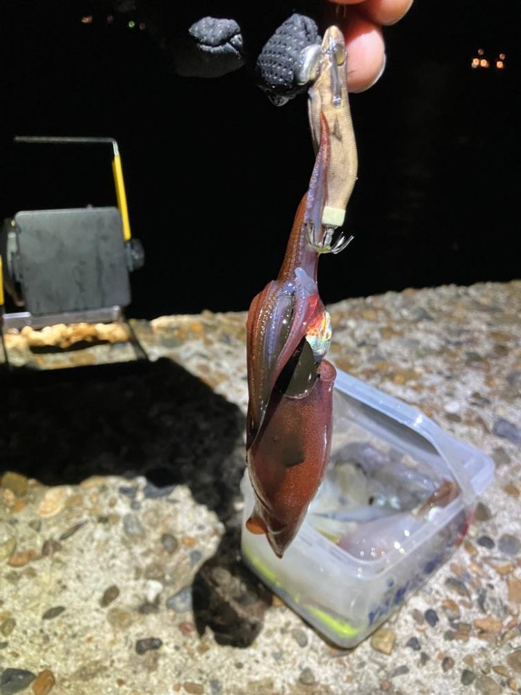 ケンサキ釣り11日目(^^)