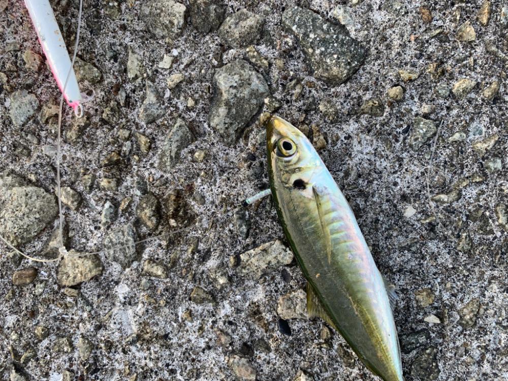 釣り人は開幕