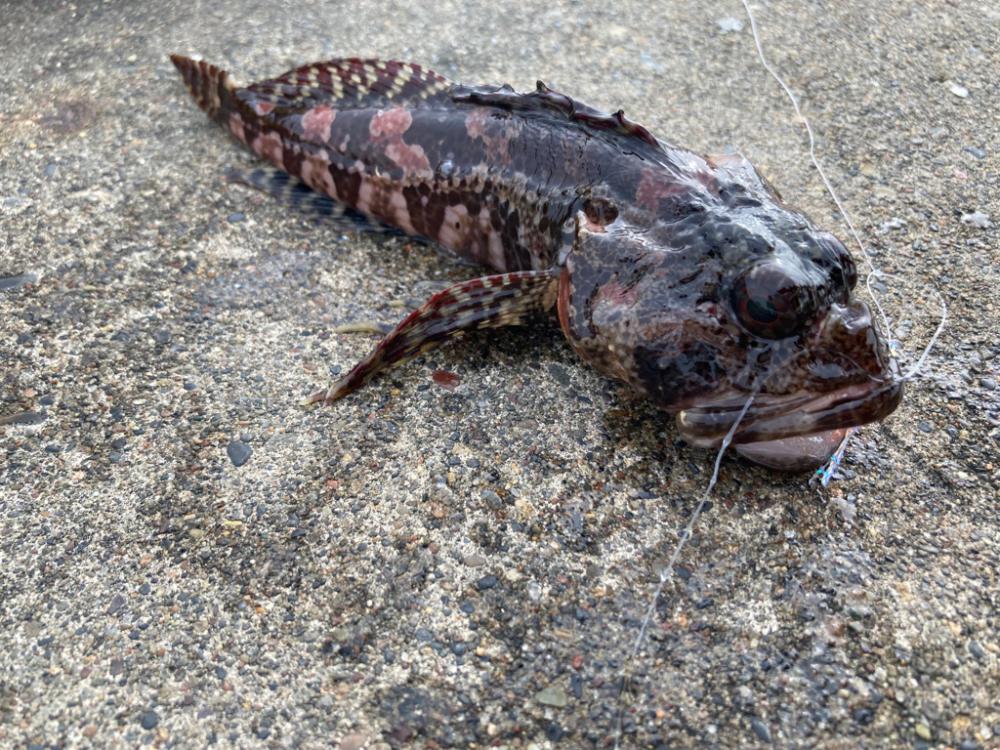 北海道のイワシは大きい