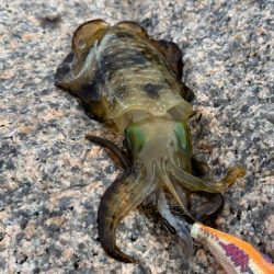 安定の激渋かと思ったら朝から連チャンモード