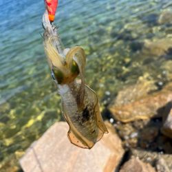 姫路離島でエギング｜超激渋！