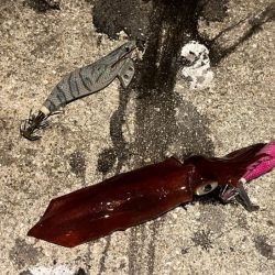 姫路離島でライトエギング