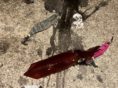 姫路離島でライトエギング