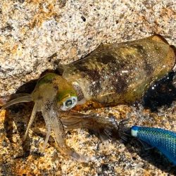 姫路離島のエギング｜激渋で小さいけど数は釣れました！