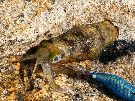 姫路離島のエギング｜激渋で小さいけど数は釣れました！