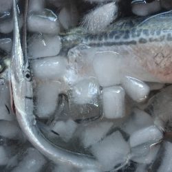 風と波と南の人