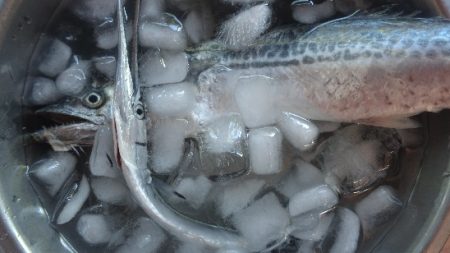 風と波と南の人