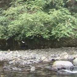 鮎ルアーでのおとり確保に大苦戦するも、友釣りで挽回 (石田川)