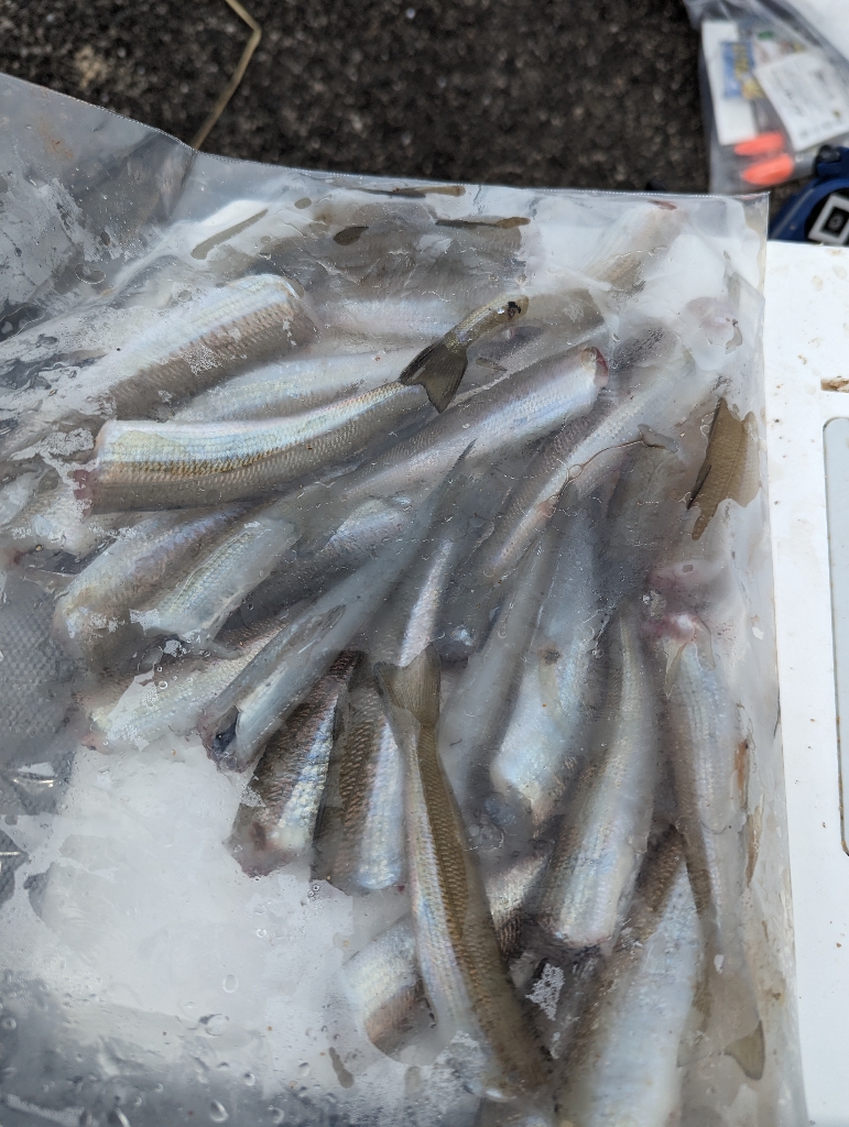 はまなすパーク海水浴場でちょい投げ
