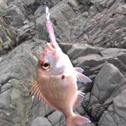 磯で秋エギング