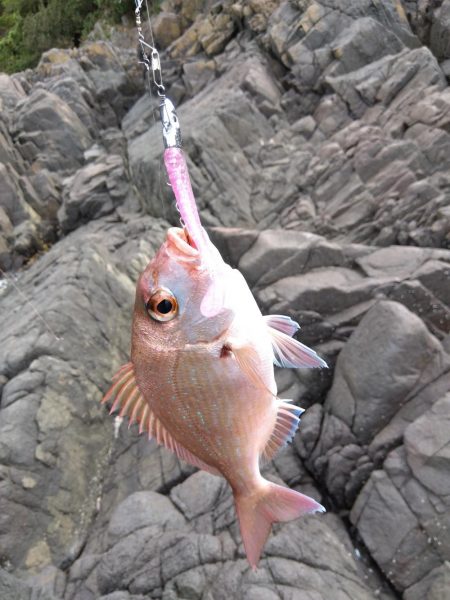 磯で秋エギング