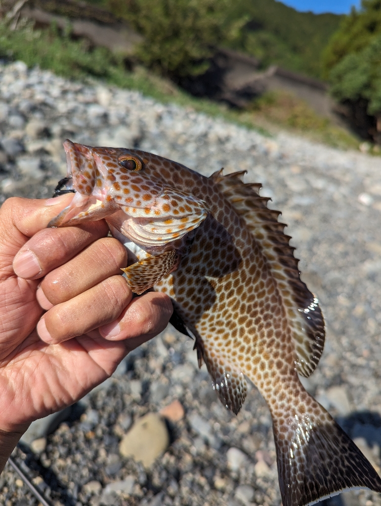 陸っぱり釣行記