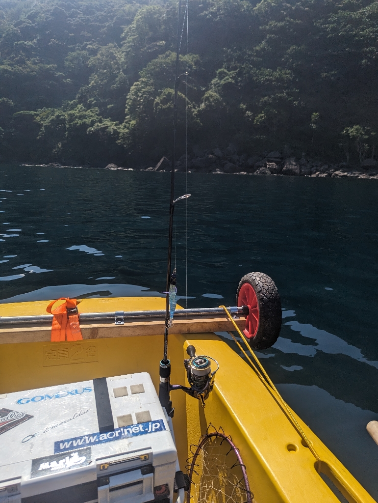 イカ何処いった?