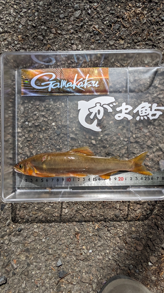 終盤の岐阜県白川