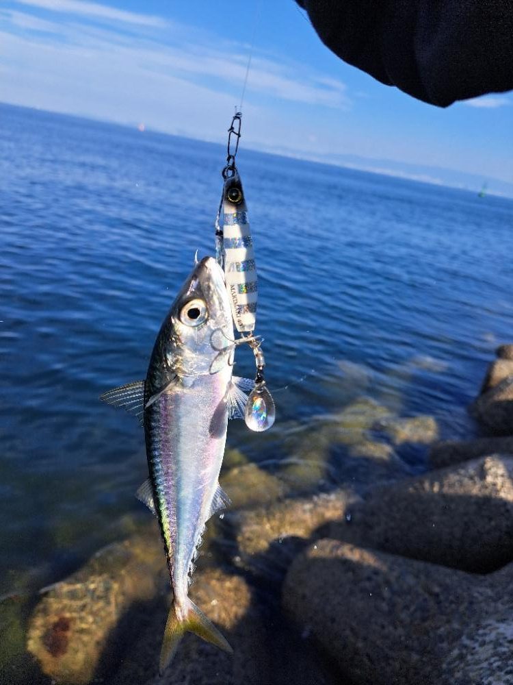 久しぶりの青物複数安打