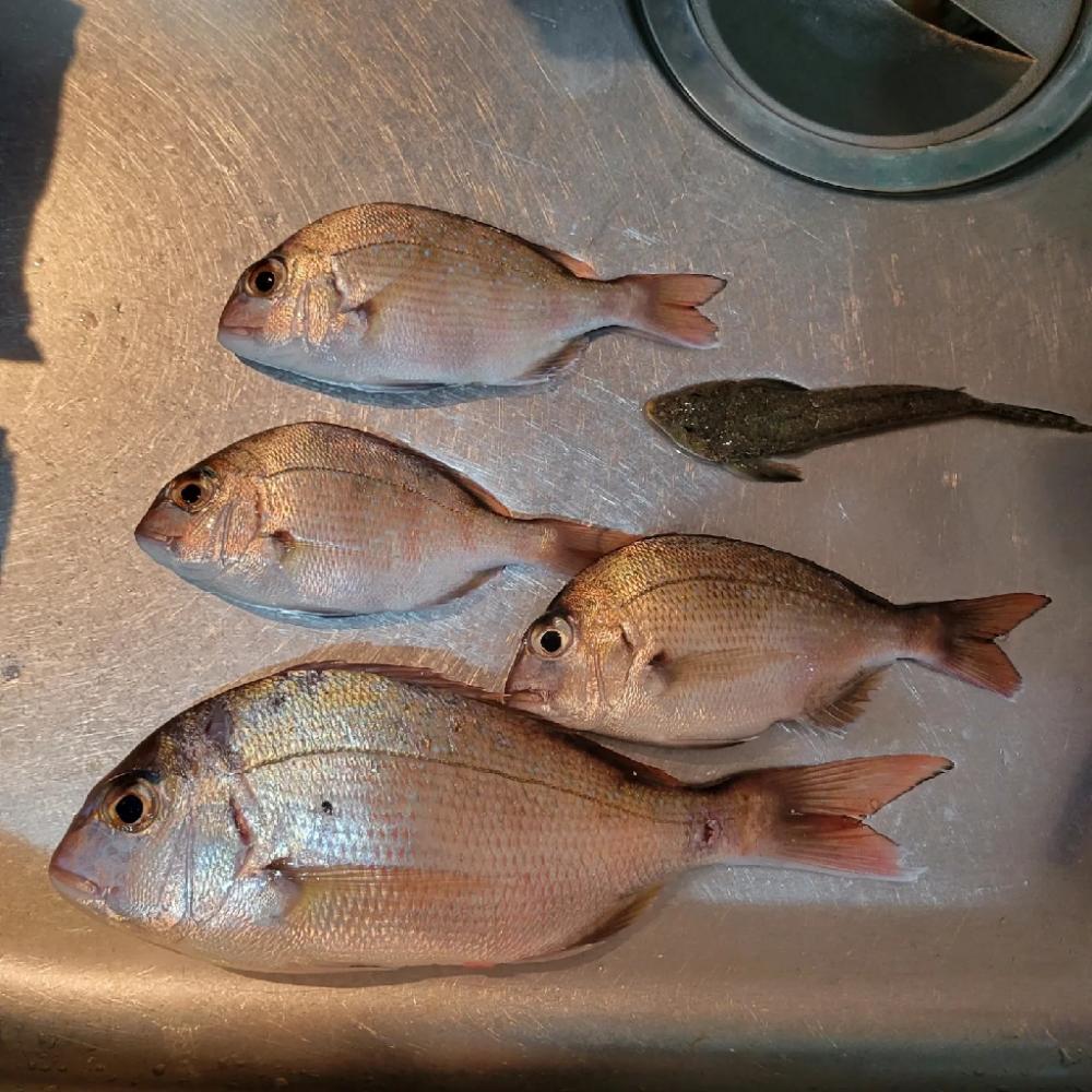 キス釣りのハズが…