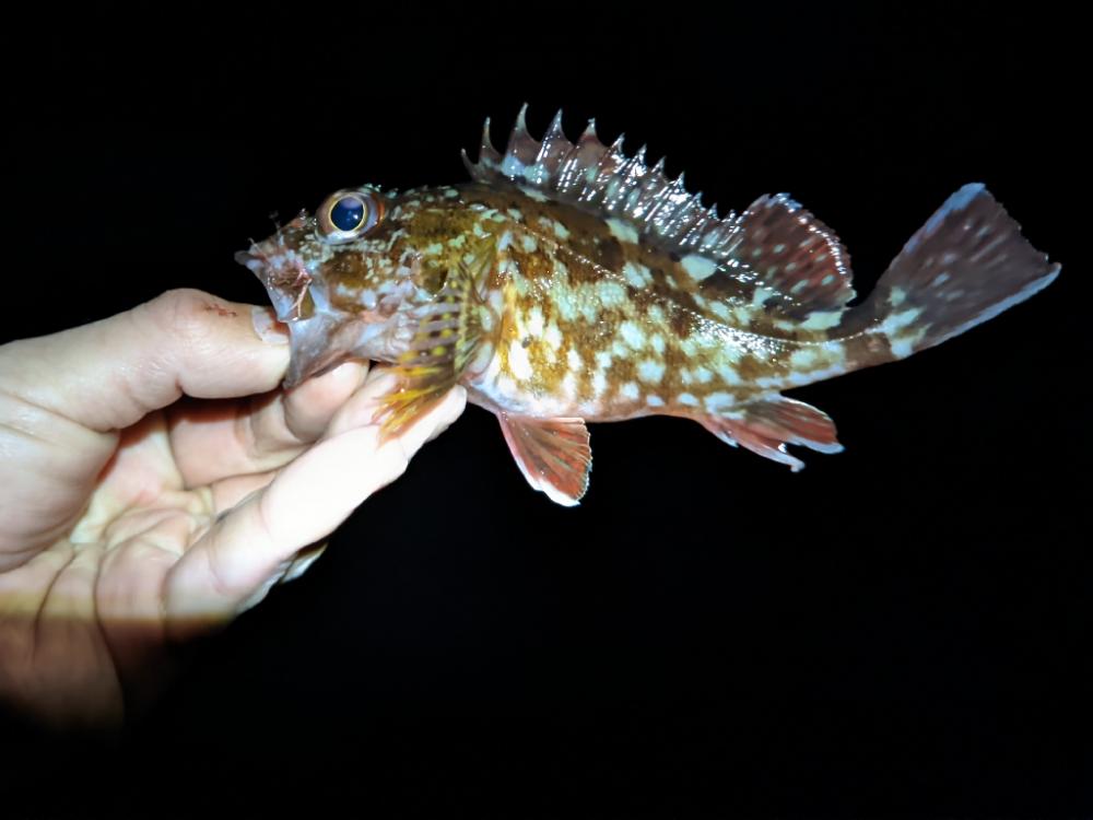 風が強い日はだめ