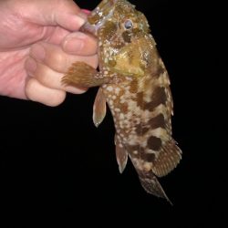 久しぶりの投稿