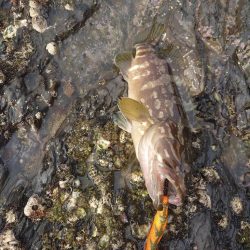 曇時々雷雨エギングIN対馬