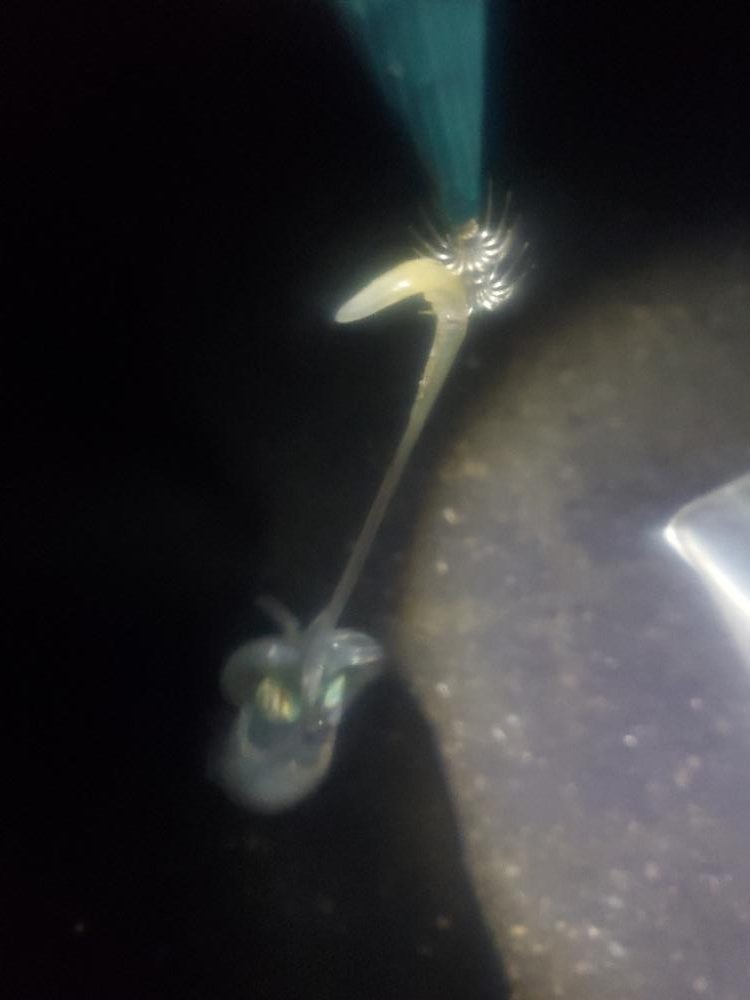 イカのサイズ確認