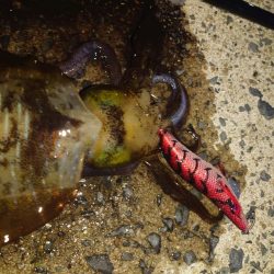 ナイトエギングIN対馬