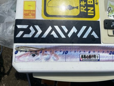 錦江町で投げ釣り